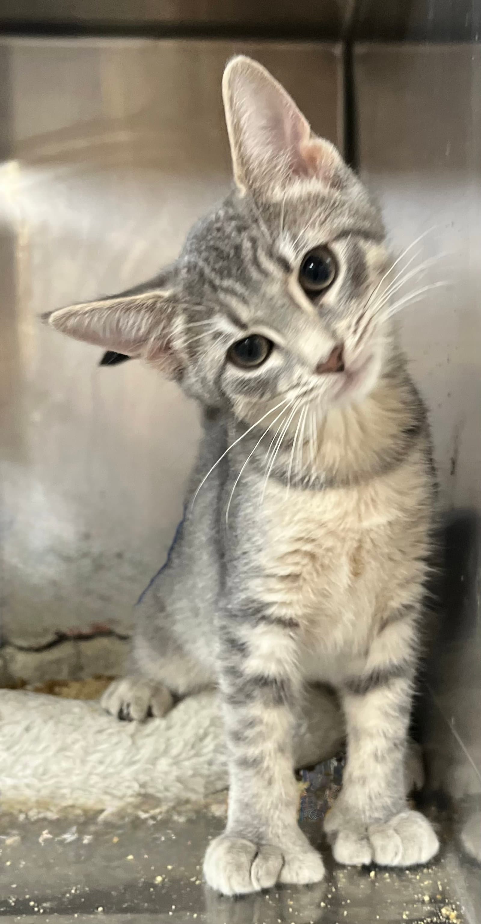 Megan - American Shorthair