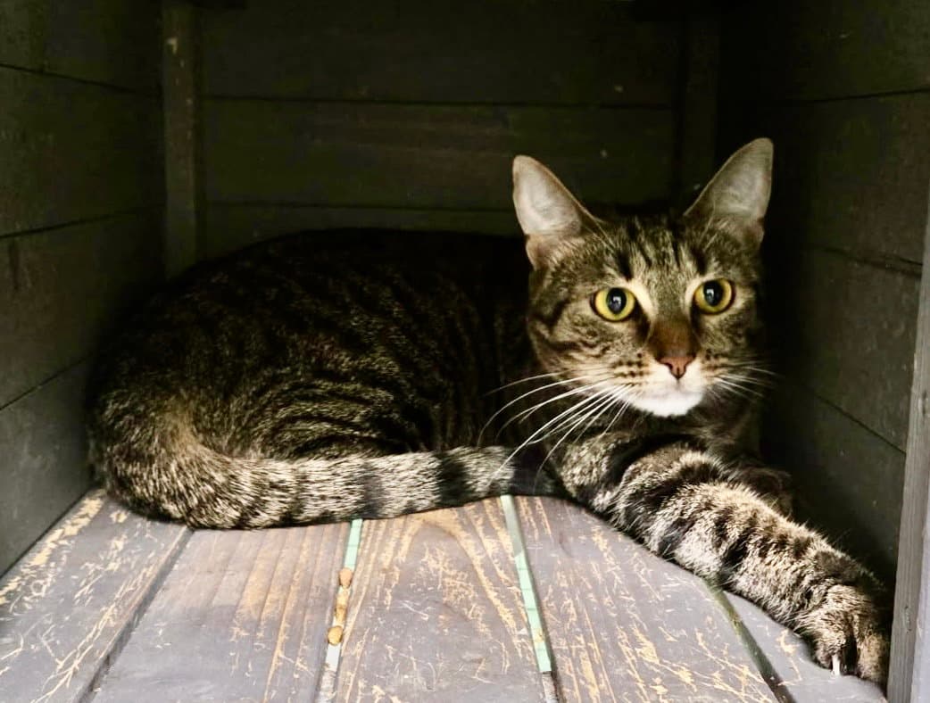 Hyacinth - Domestic Short Hair