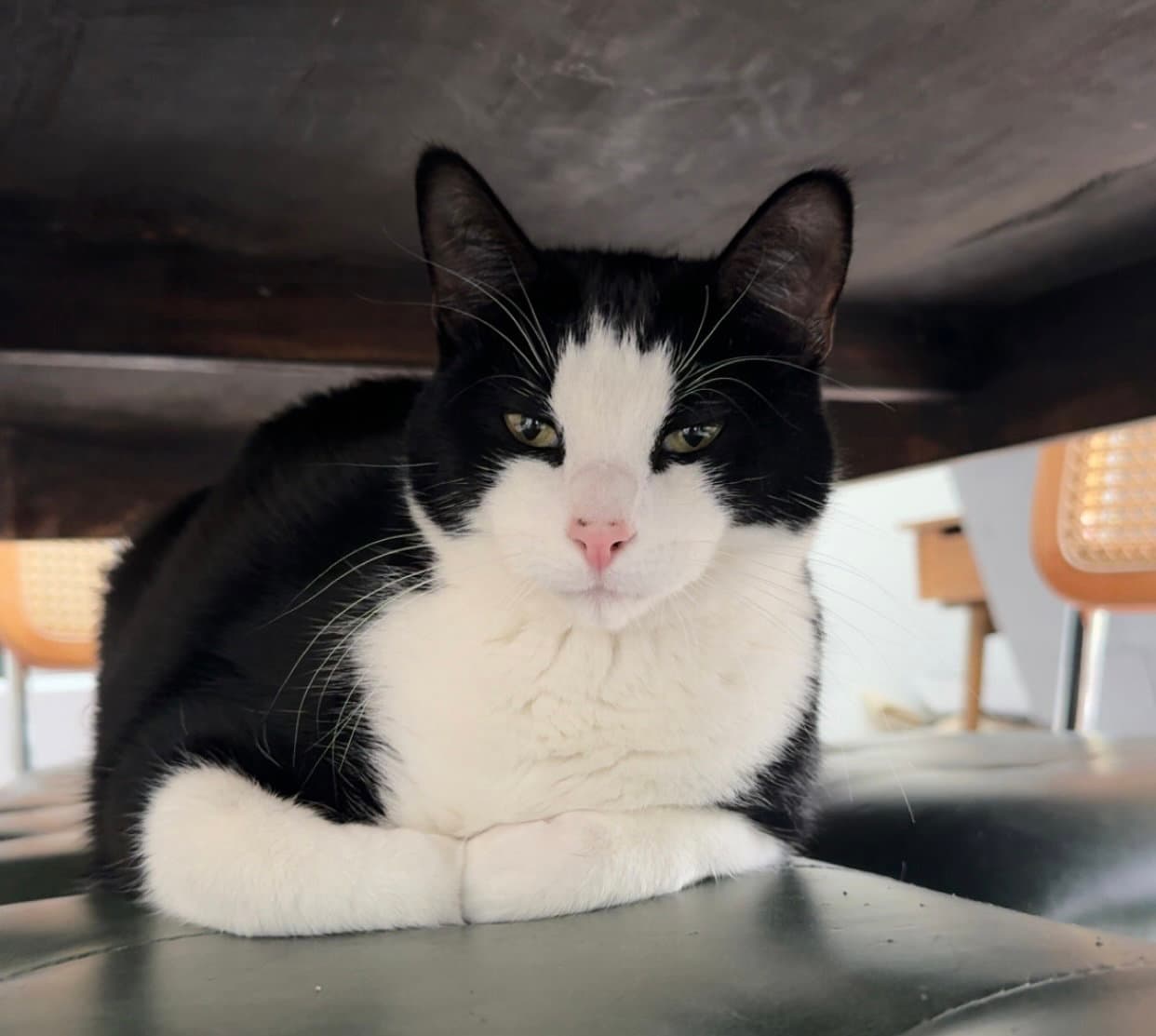 Poe - Domestic Short Hair