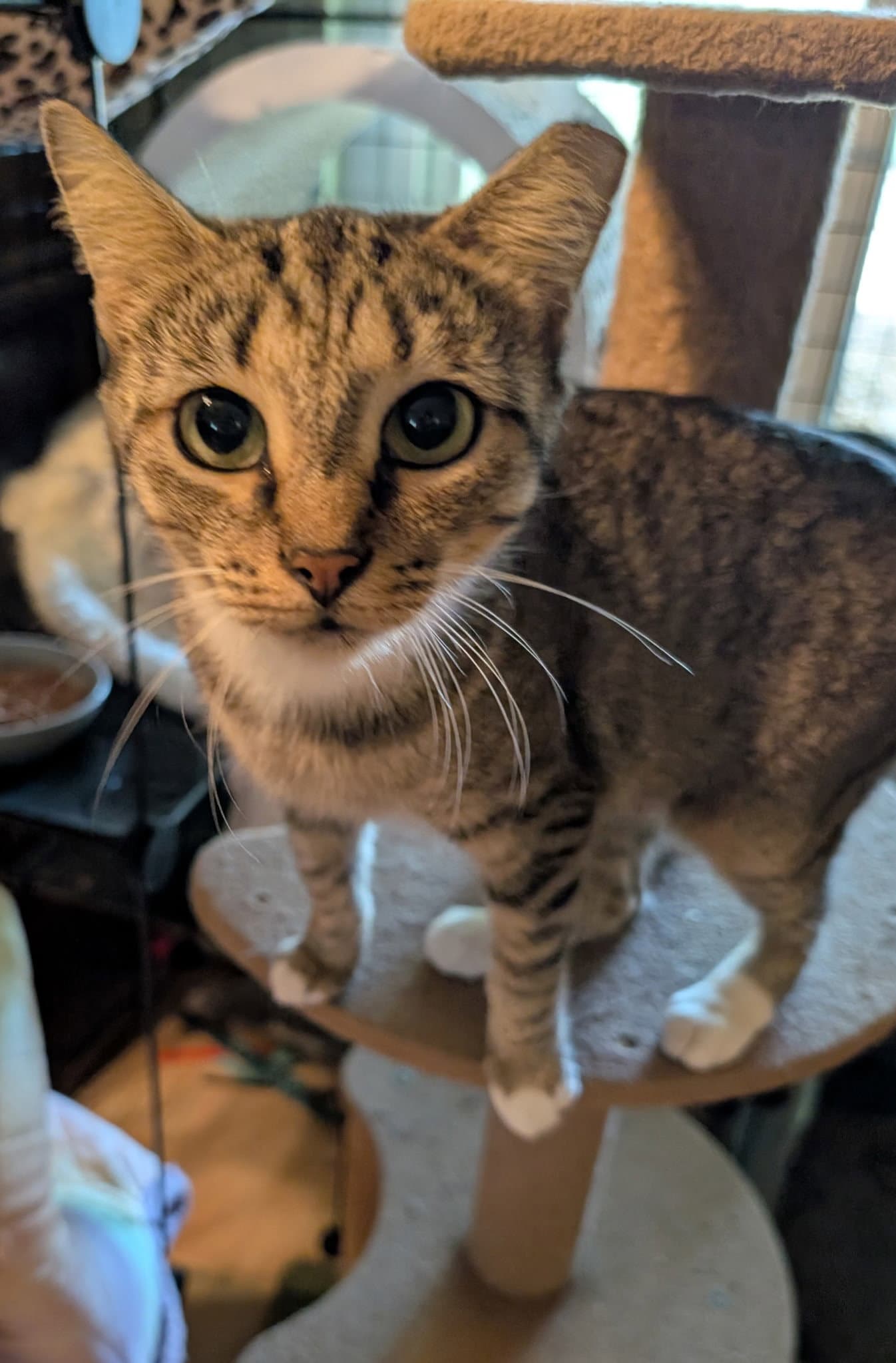 Andromeda - Domestic Short Hair