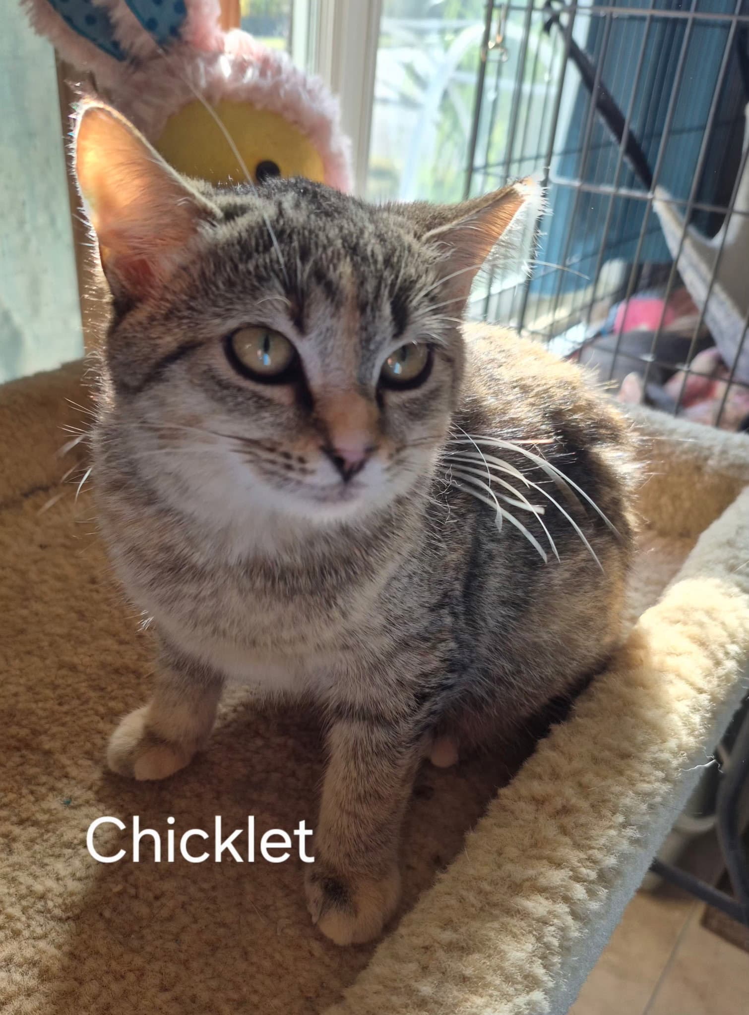 Chicklet - Domestic Short Hair
