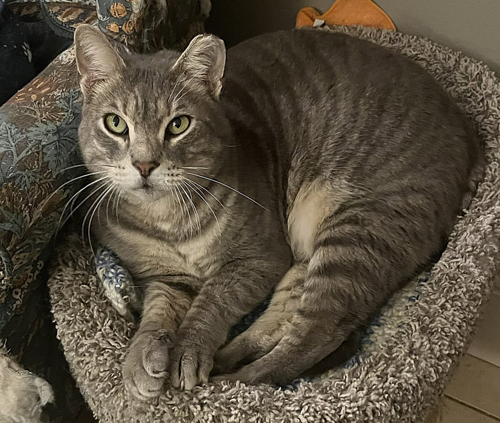 Cheeks - Domestic Short Hair