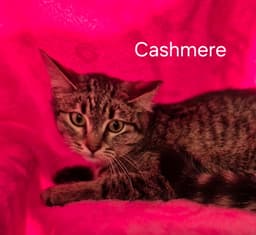 Cashmere image 2
