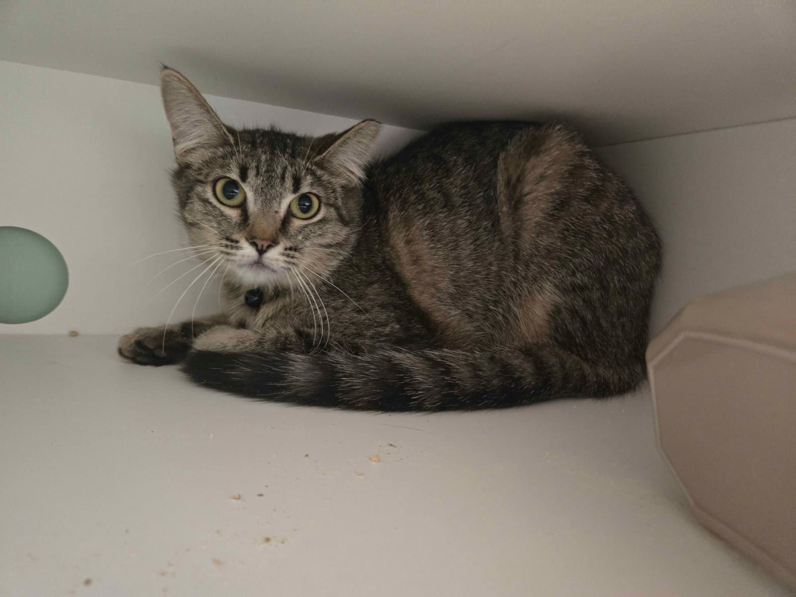 Cashmere - Domestic Short Hair