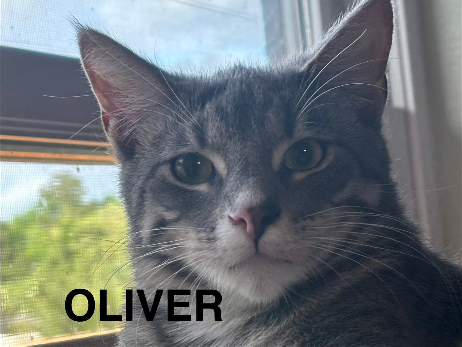Oliver - Domestic Short Hair