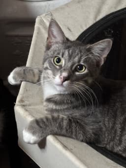 Oliver image 2