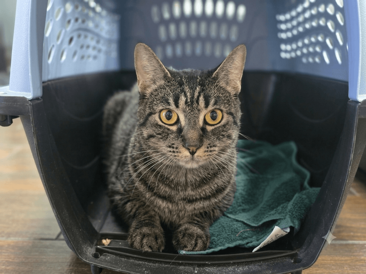 Helena - Domestic Short Hair