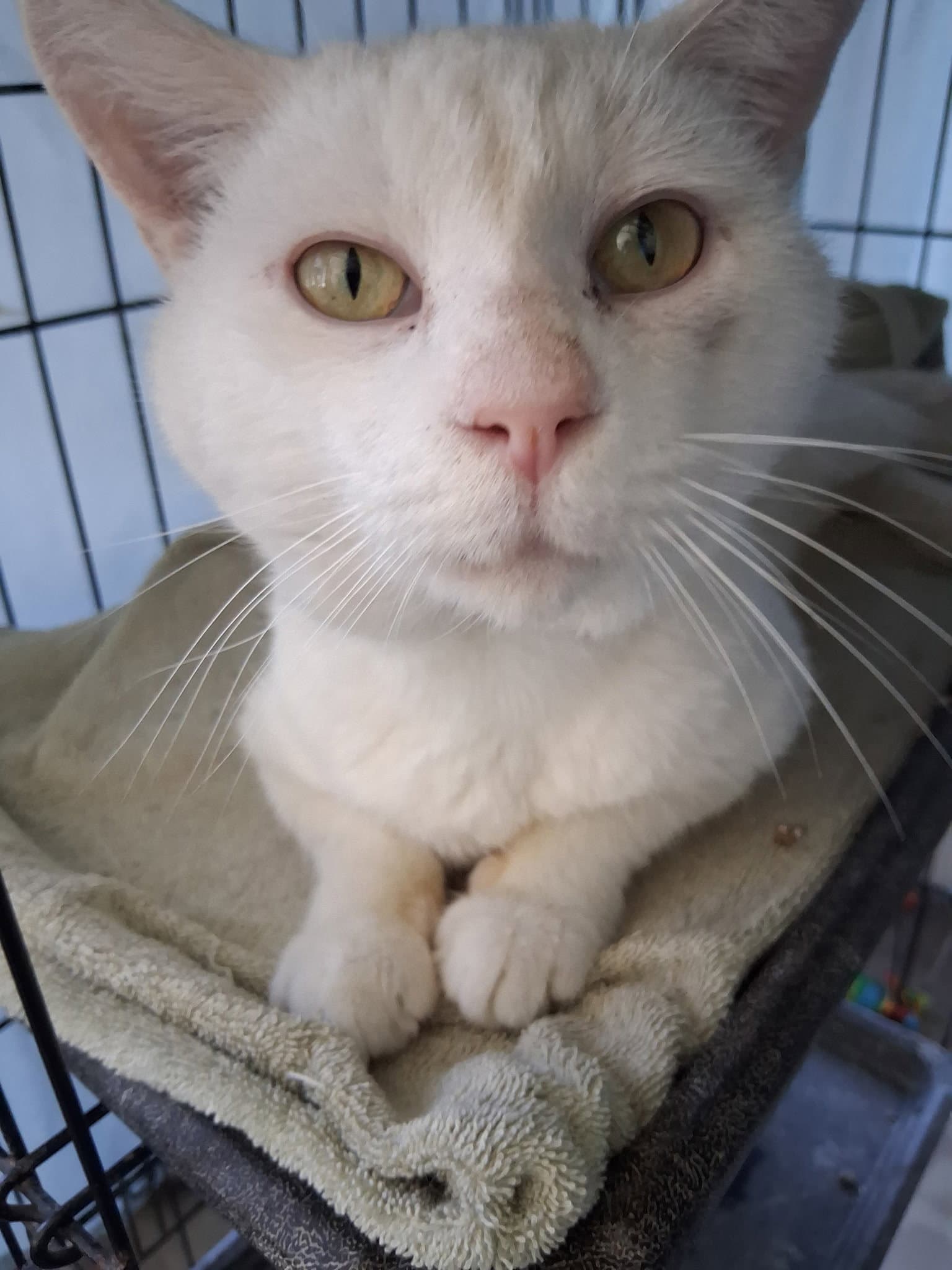 Joey - Domestic Short Hair
