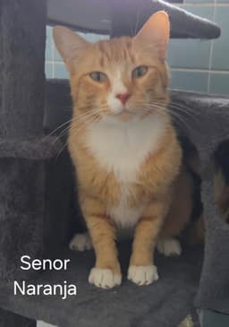 Senor Naranja image 1