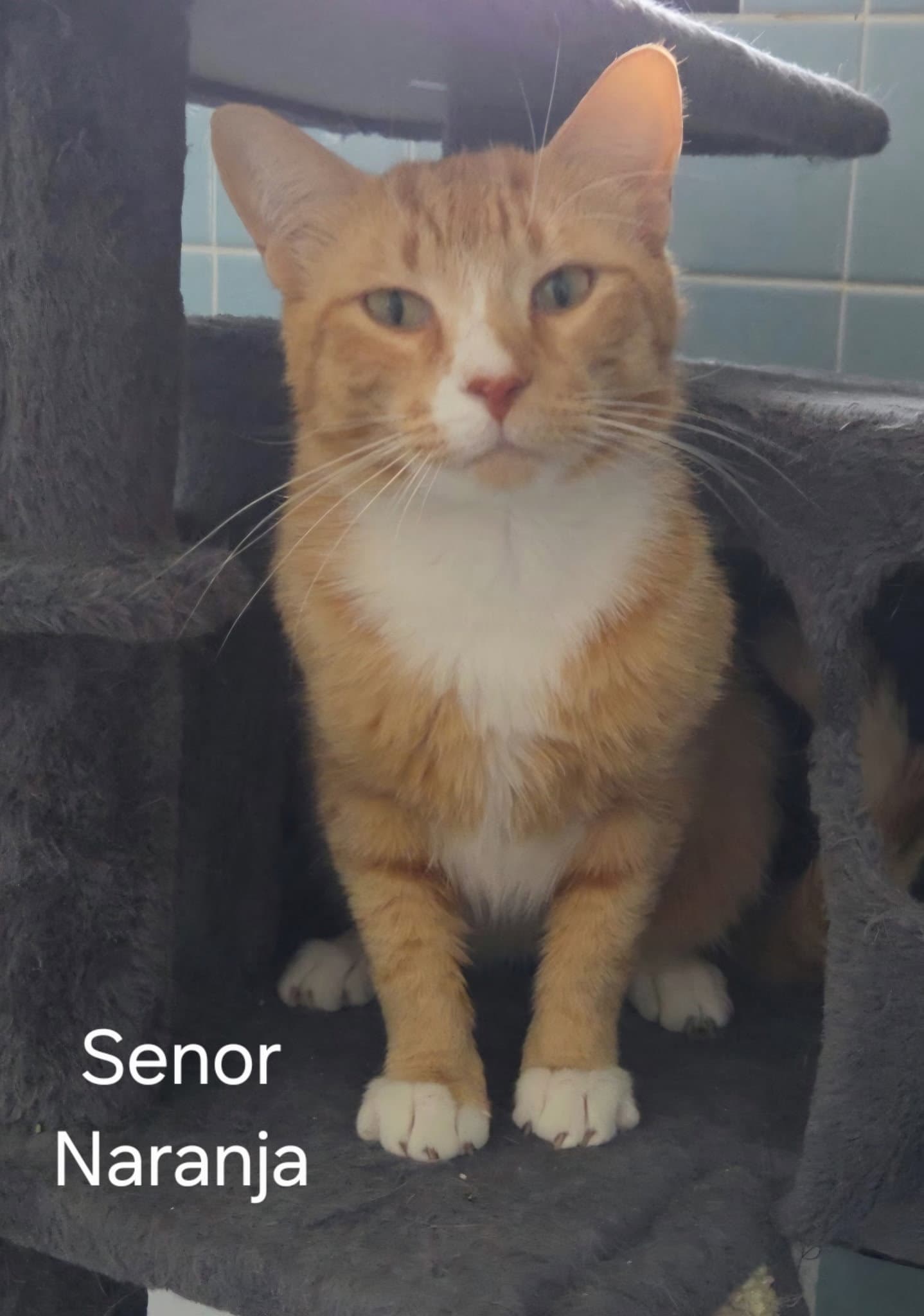 Senor Naranja - Domestic Long Hair