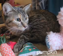 Pumpkin image 2