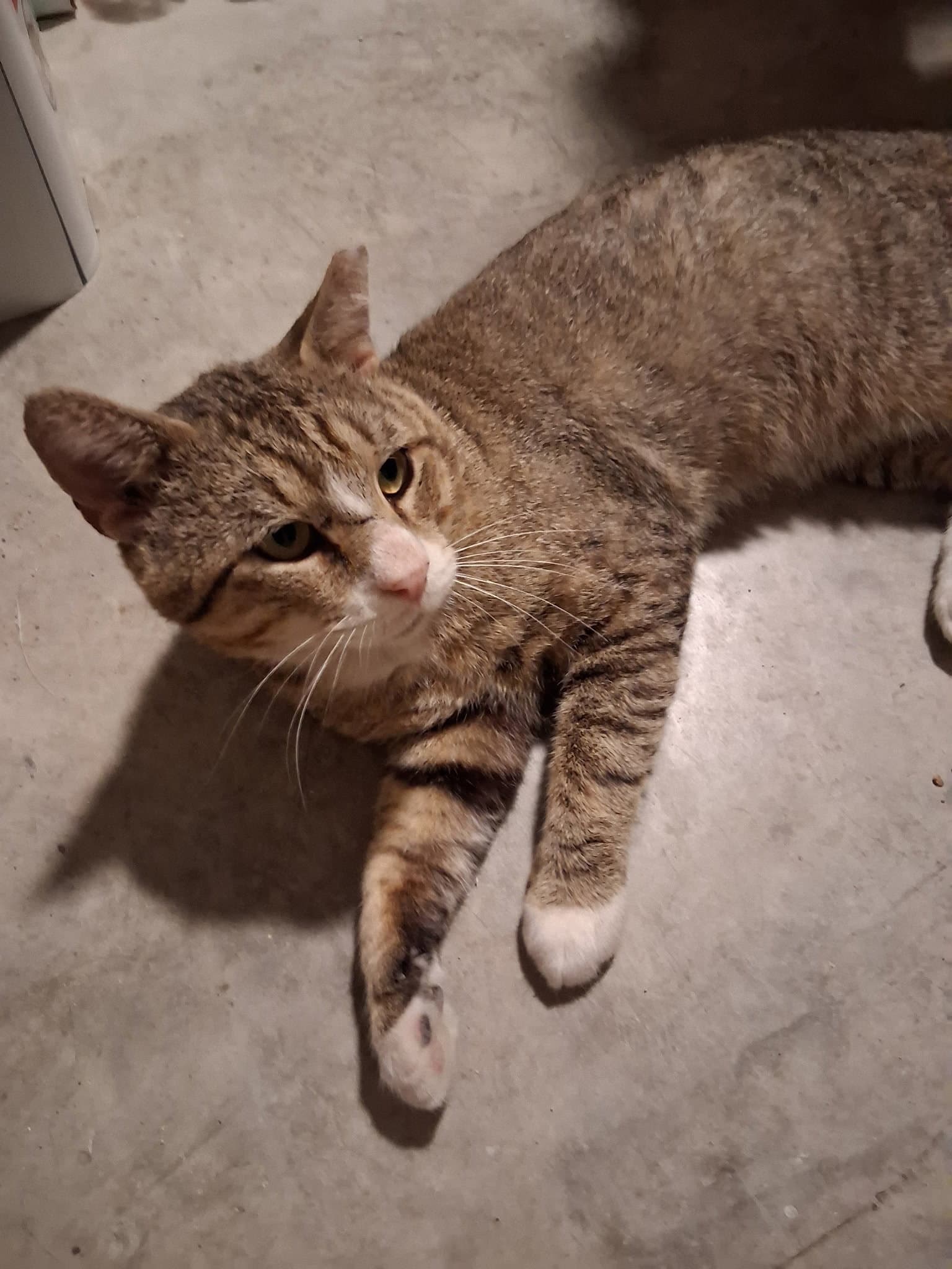 Timber - Domestic Short Hair
