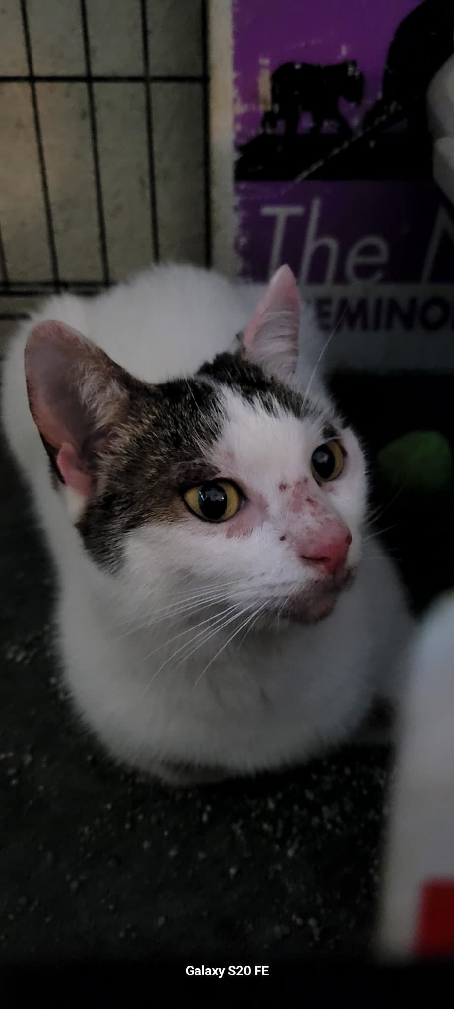 Mitzy - Domestic Short Hair