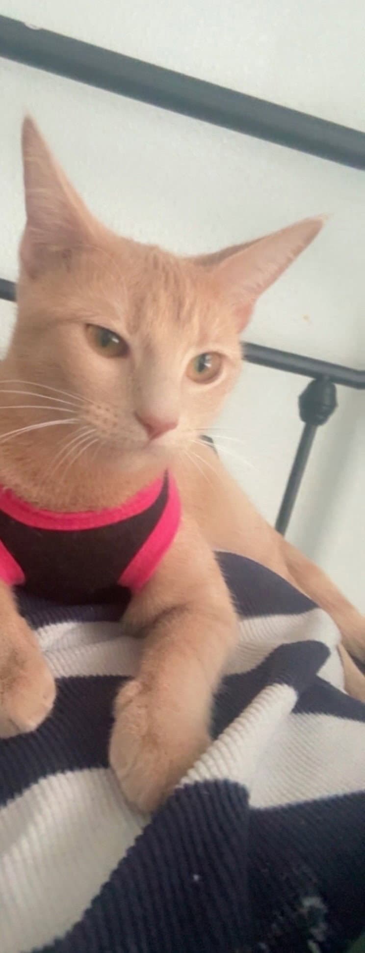 Honey - Domestic Short Hair