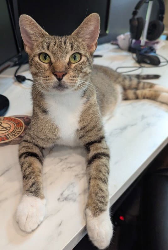 Electra - Domestic Short Hair