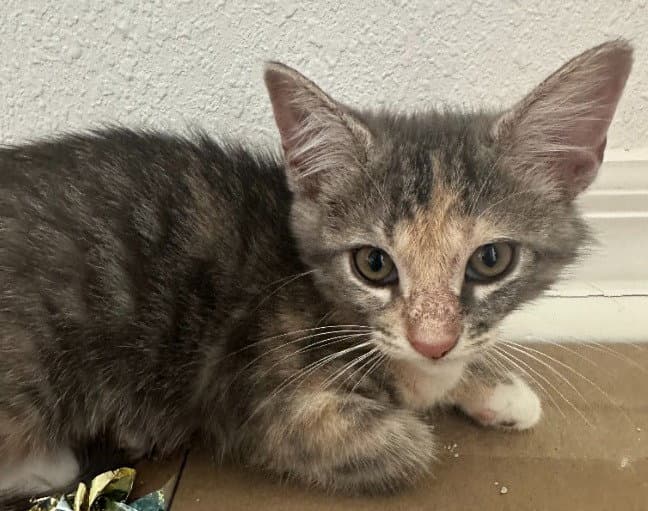 Edith - Domestic Short Hair