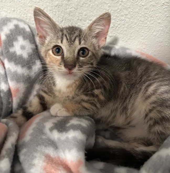 Louise - Domestic Short Hair