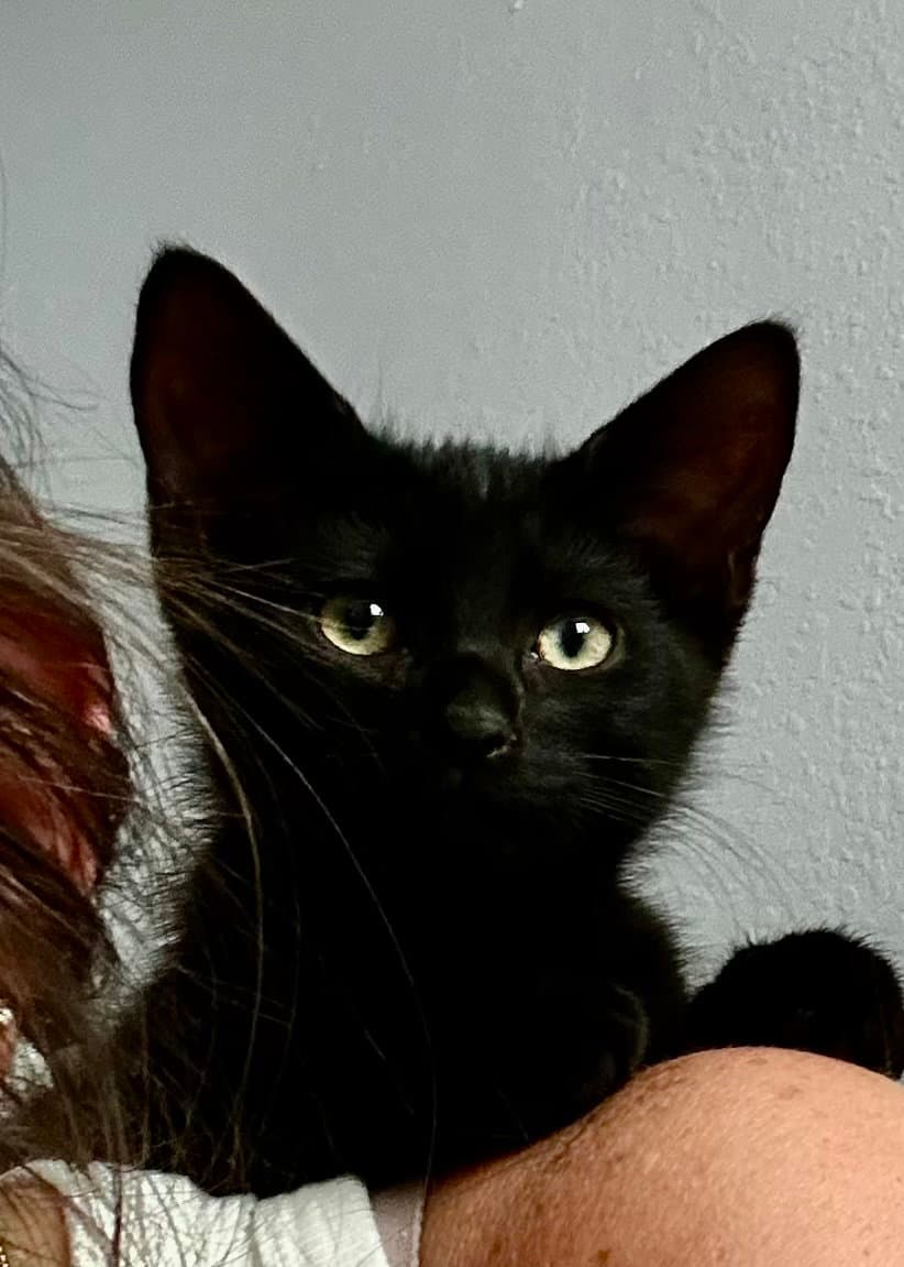 Crash - Domestic Short Hair