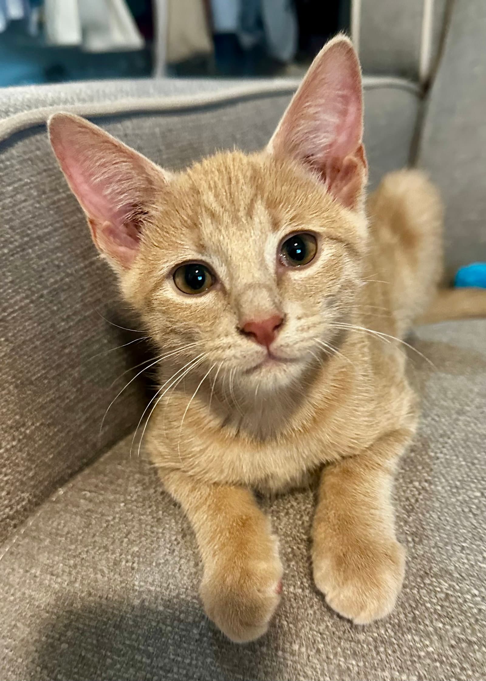 Guzz - Domestic Short Hair
