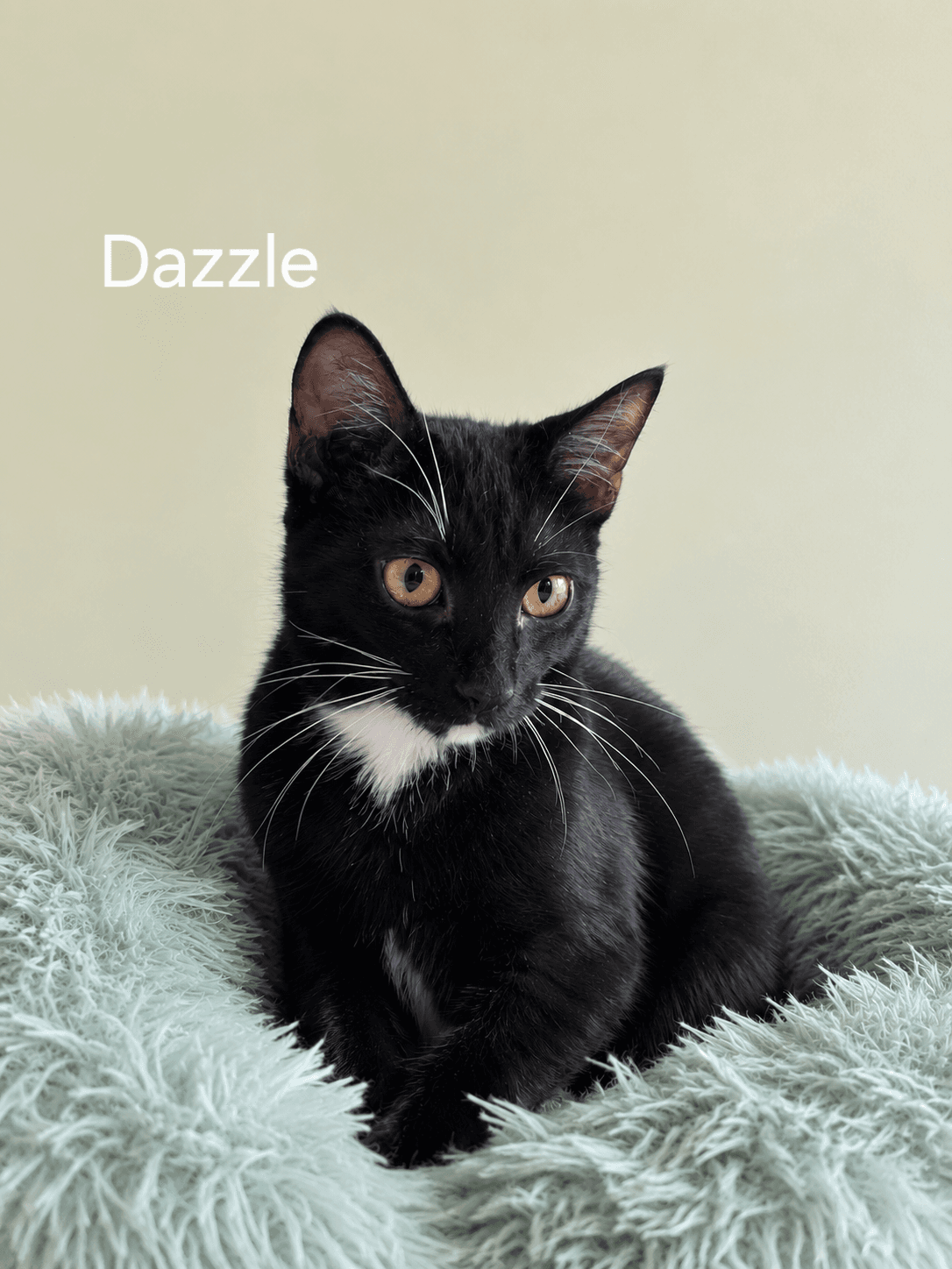 Dazzel - Domestic Short Hair