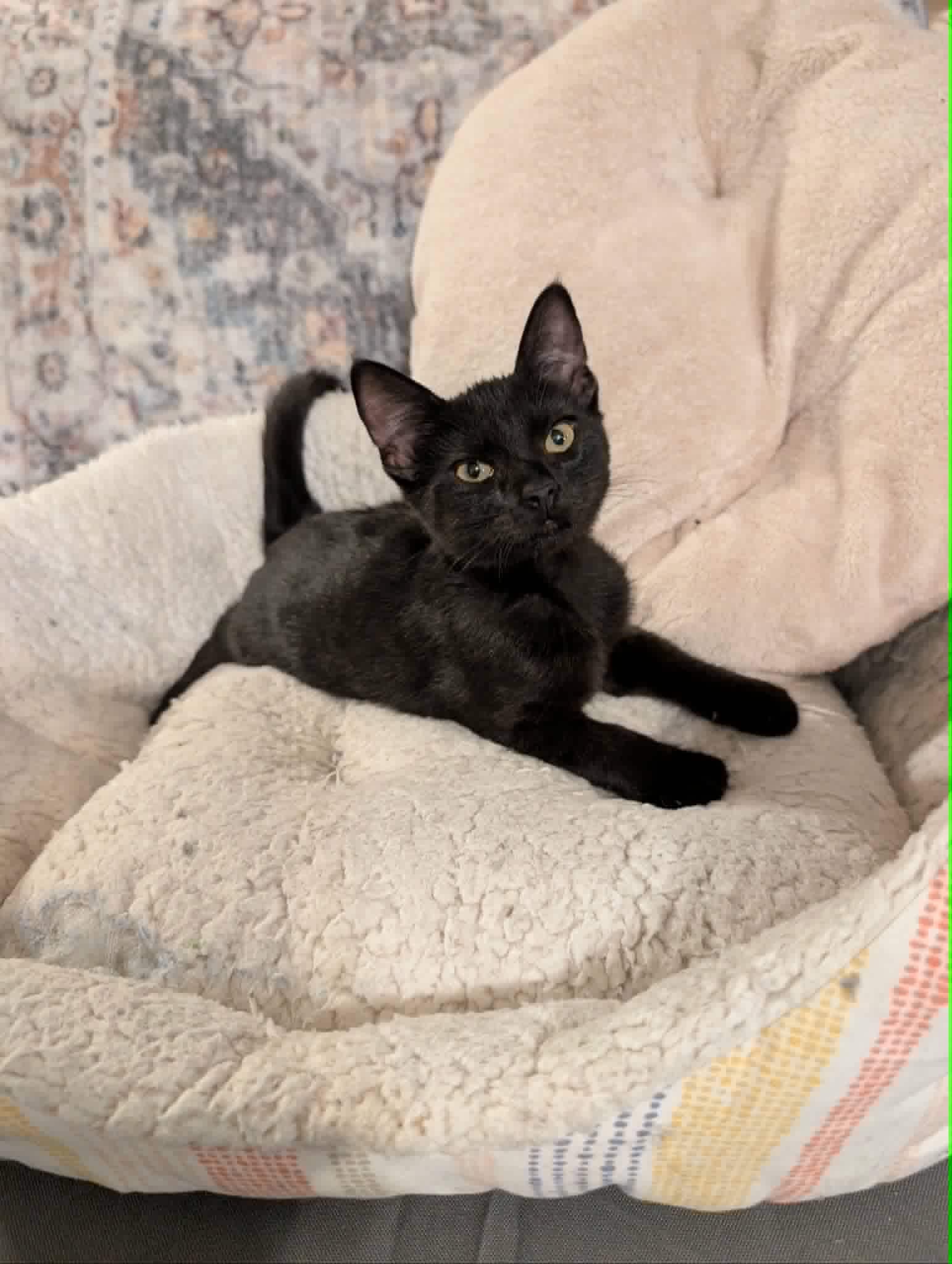 Thames - Domestic Short Hair
