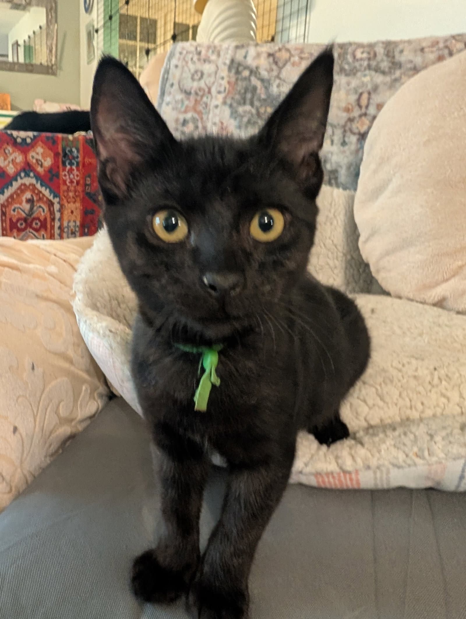 Tamar - Domestic Short Hair