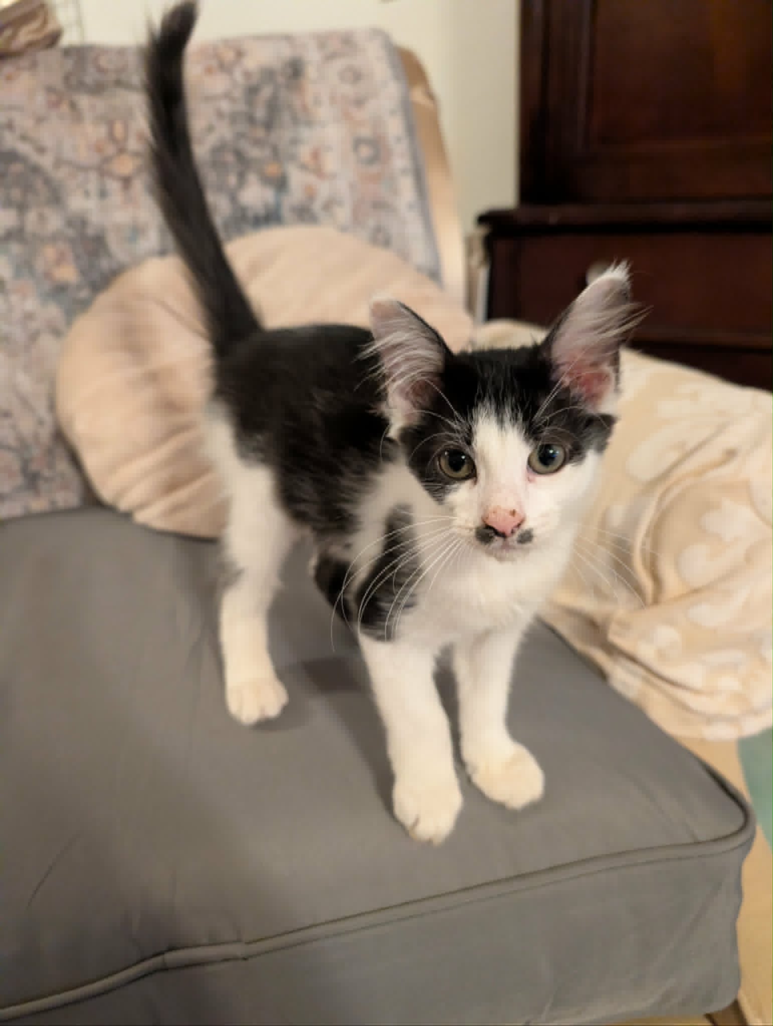 Reagan - Domestic Short Hair