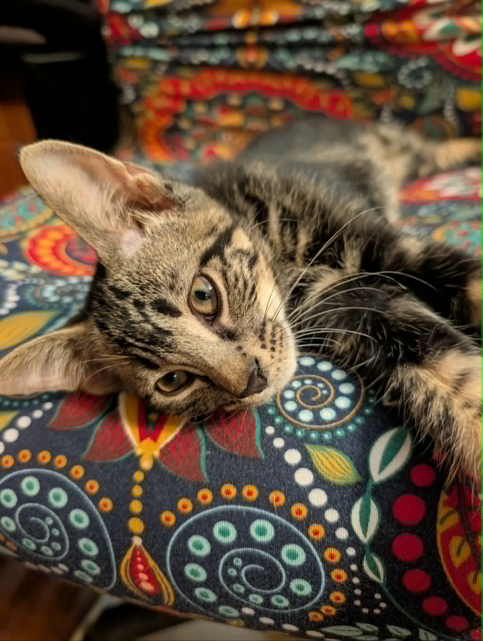 Raina - Domestic Short Hair