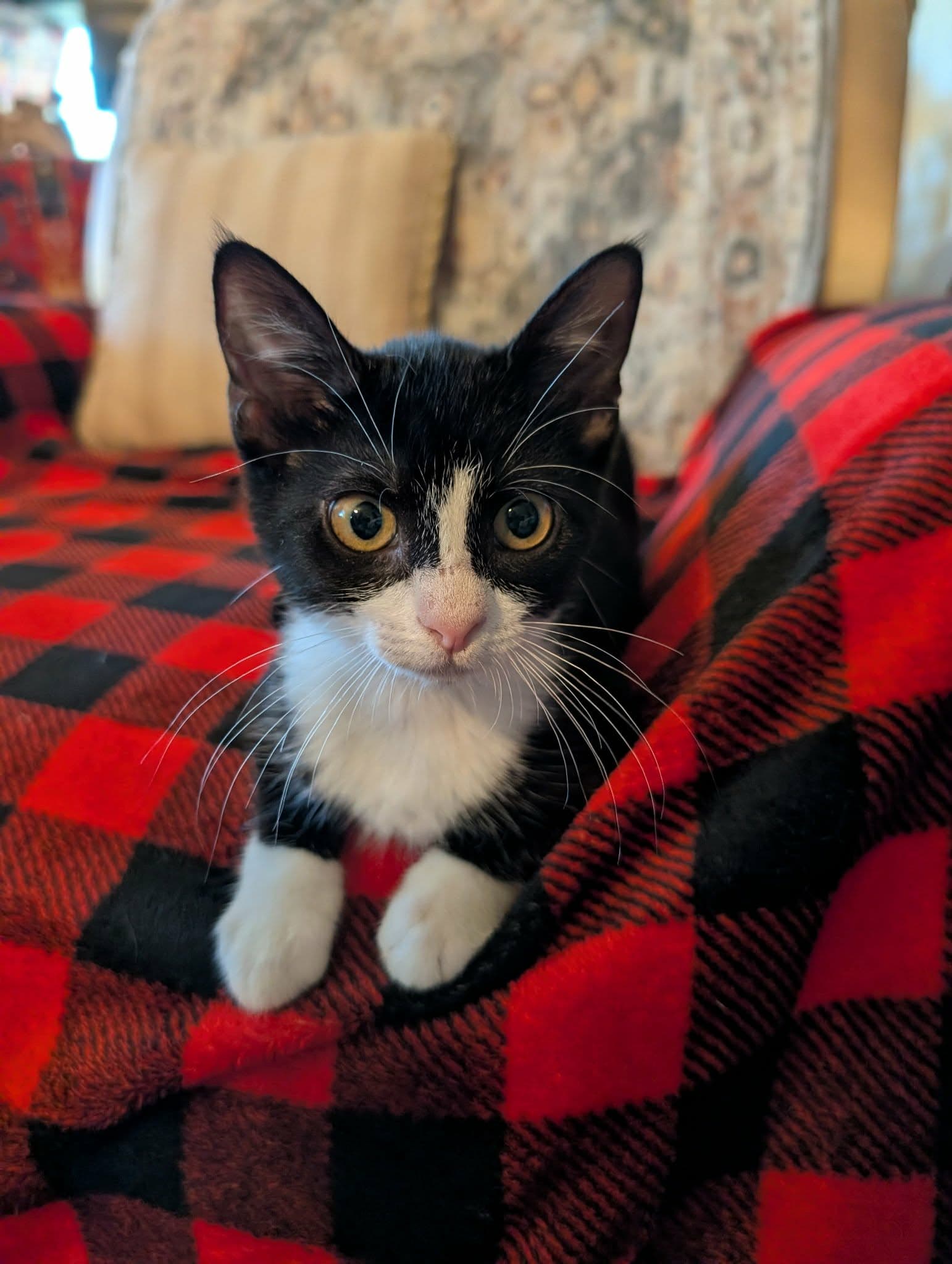 Scotia - Domestic Short Hair