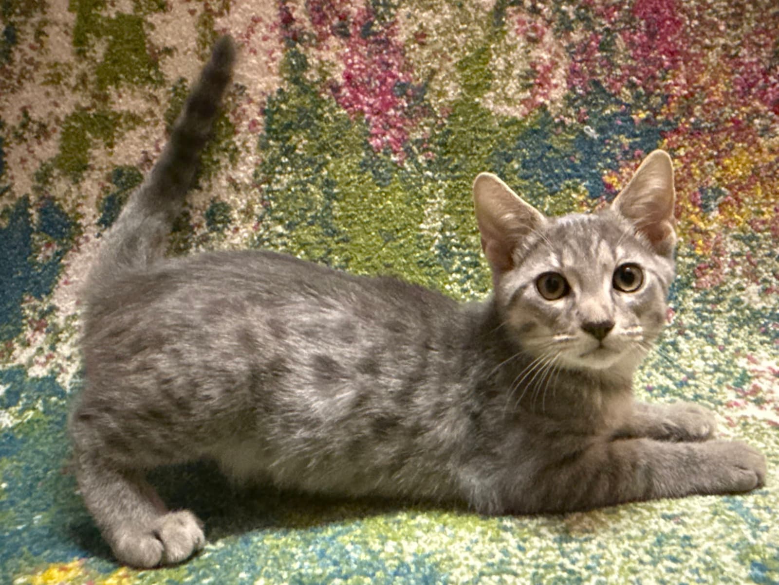 Dally - Domestic Short Hair