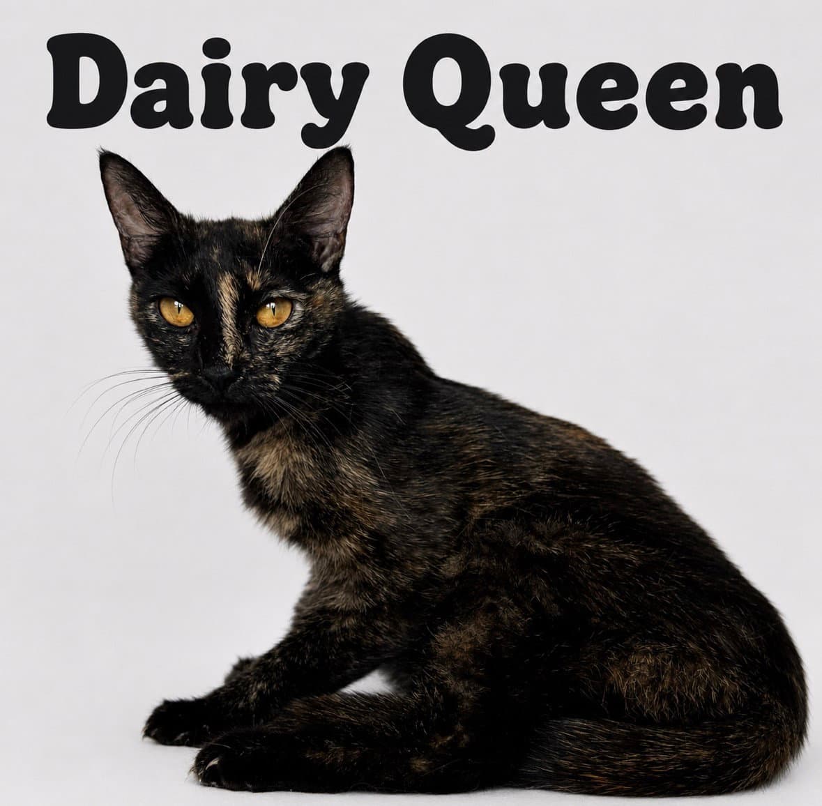 Dairy Queen - Domestic Short Hair