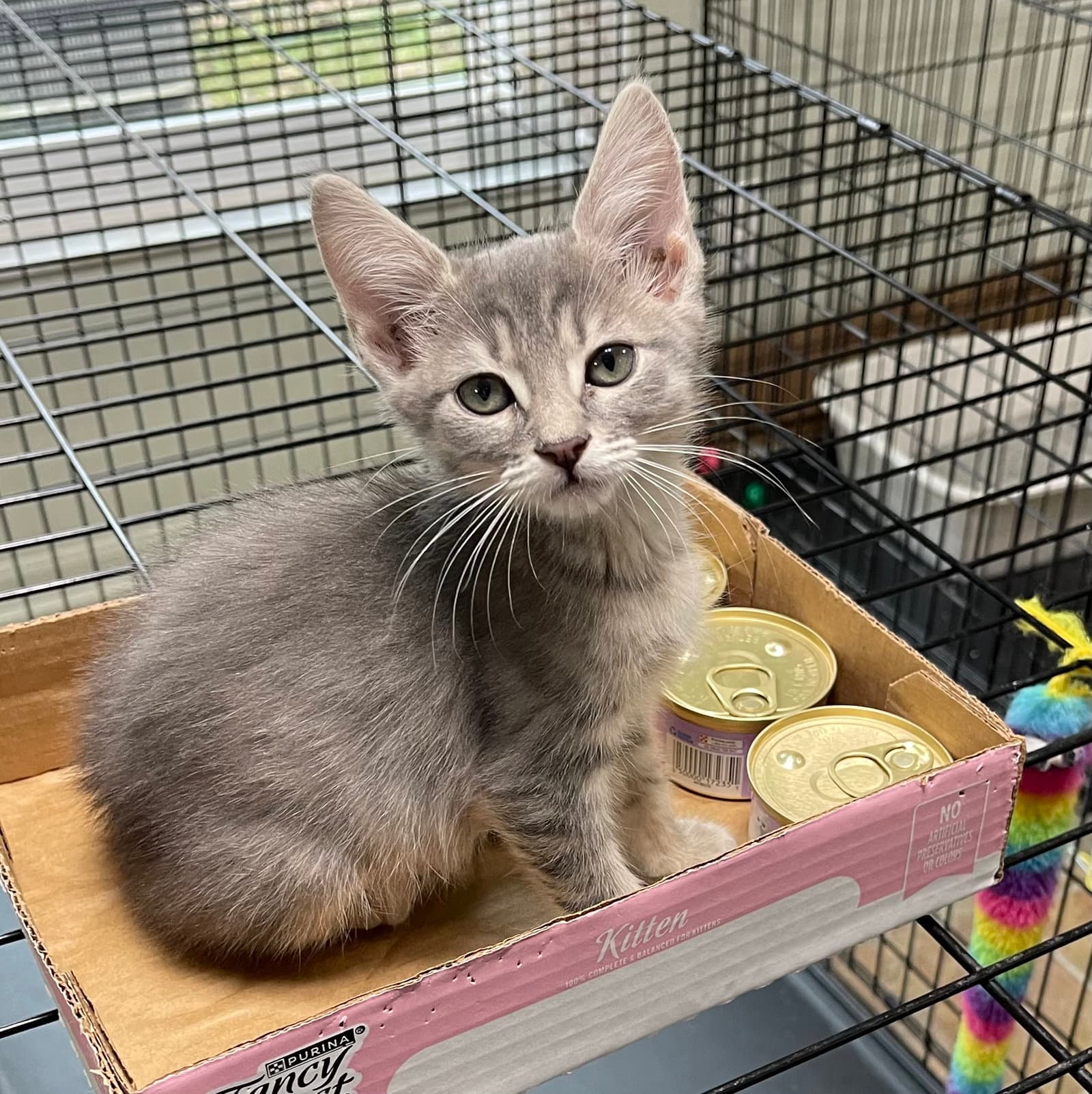 Hanna - Domestic Short Hair