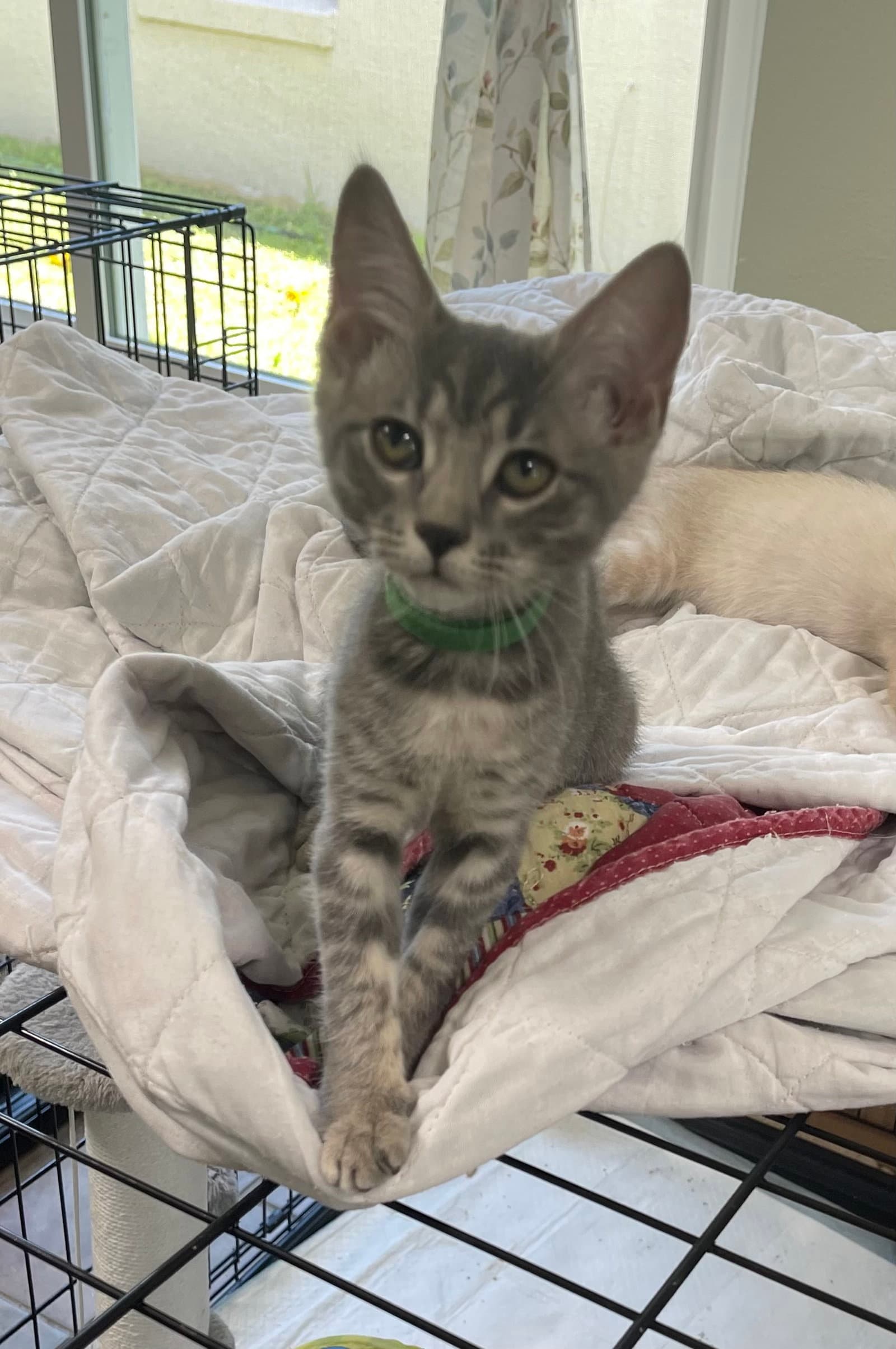 Alli - Domestic Short Hair