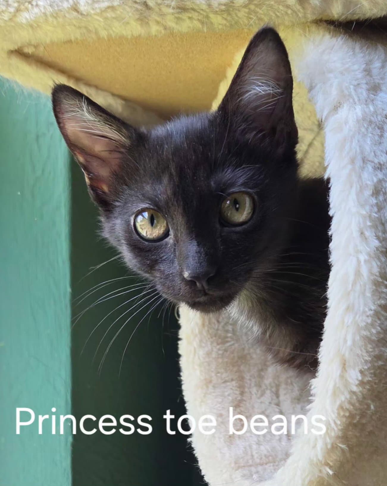 Princess Toebeans - Domestic Short Hair