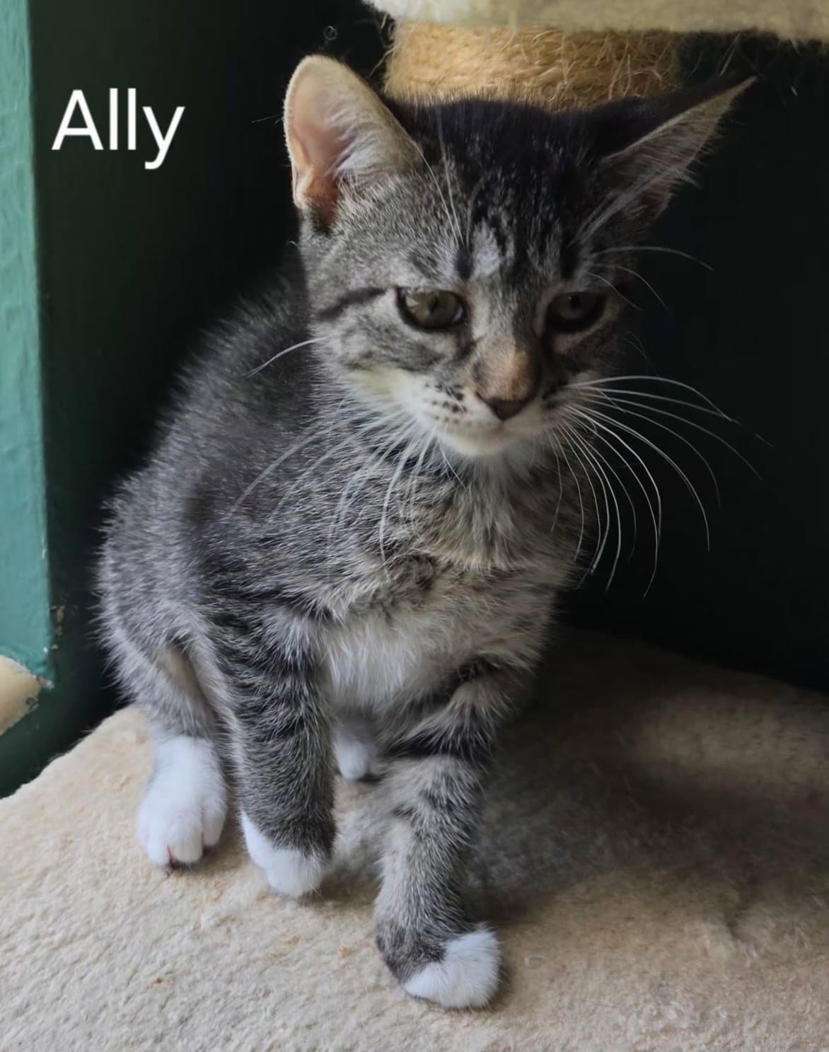 Ally - Domestic Short Hair