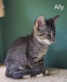 Ally image 2