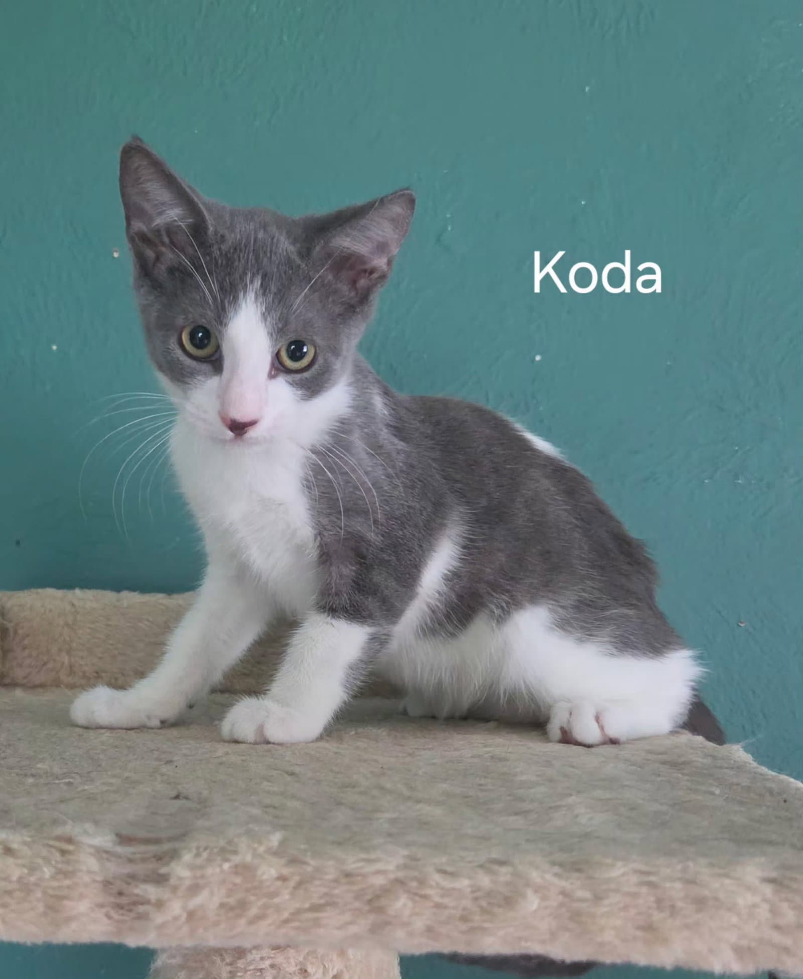 Koda - Domestic Short Hair
