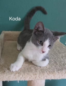 Koda image 2