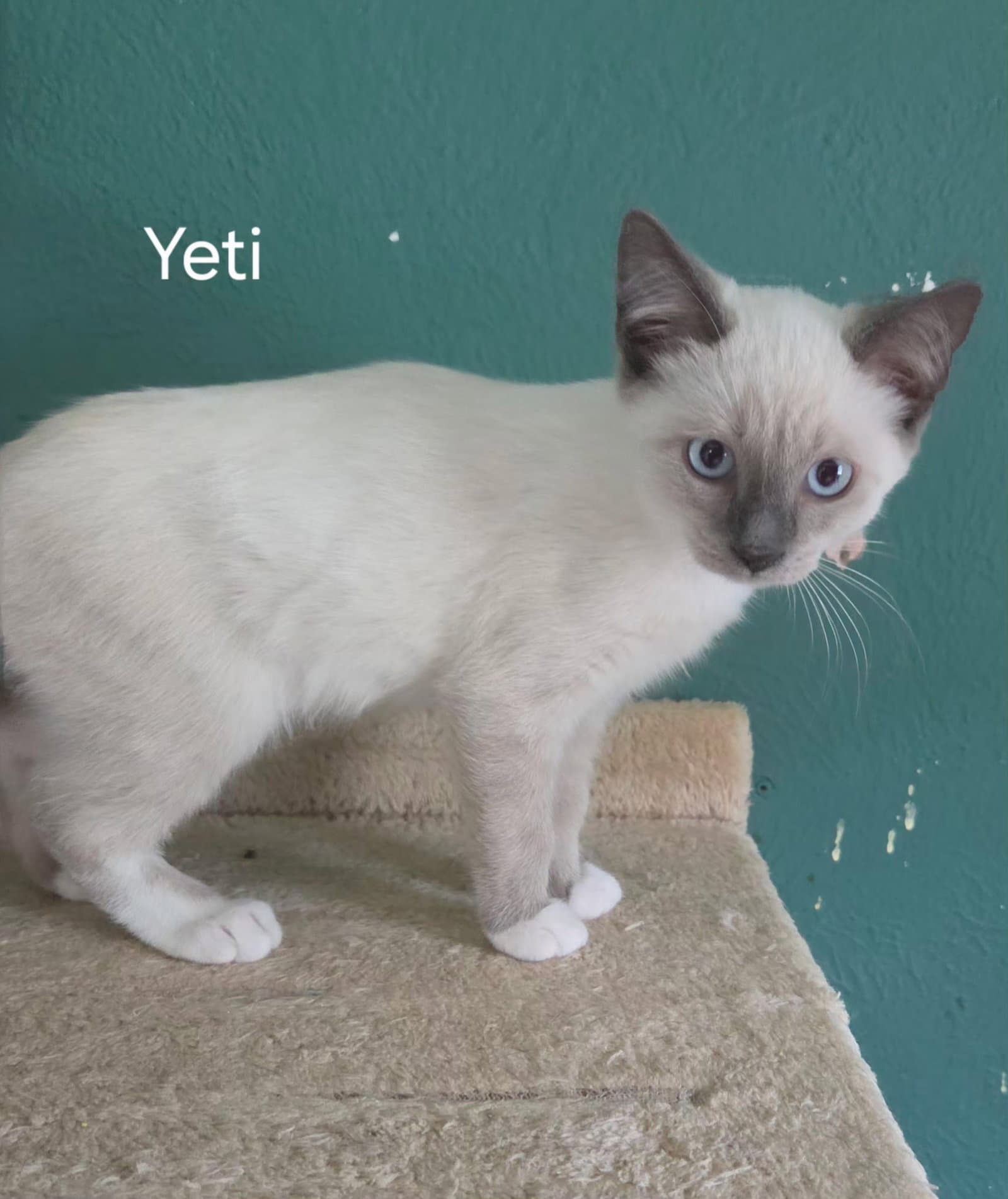 Yeti - Siamese