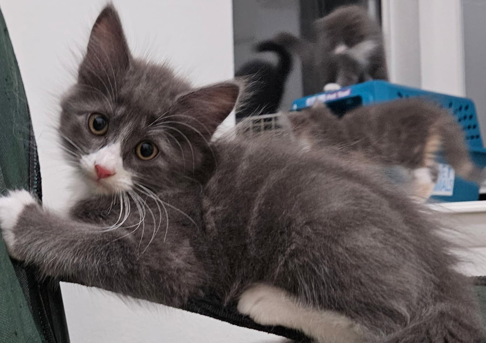 Cody - Domestic Medium Hair