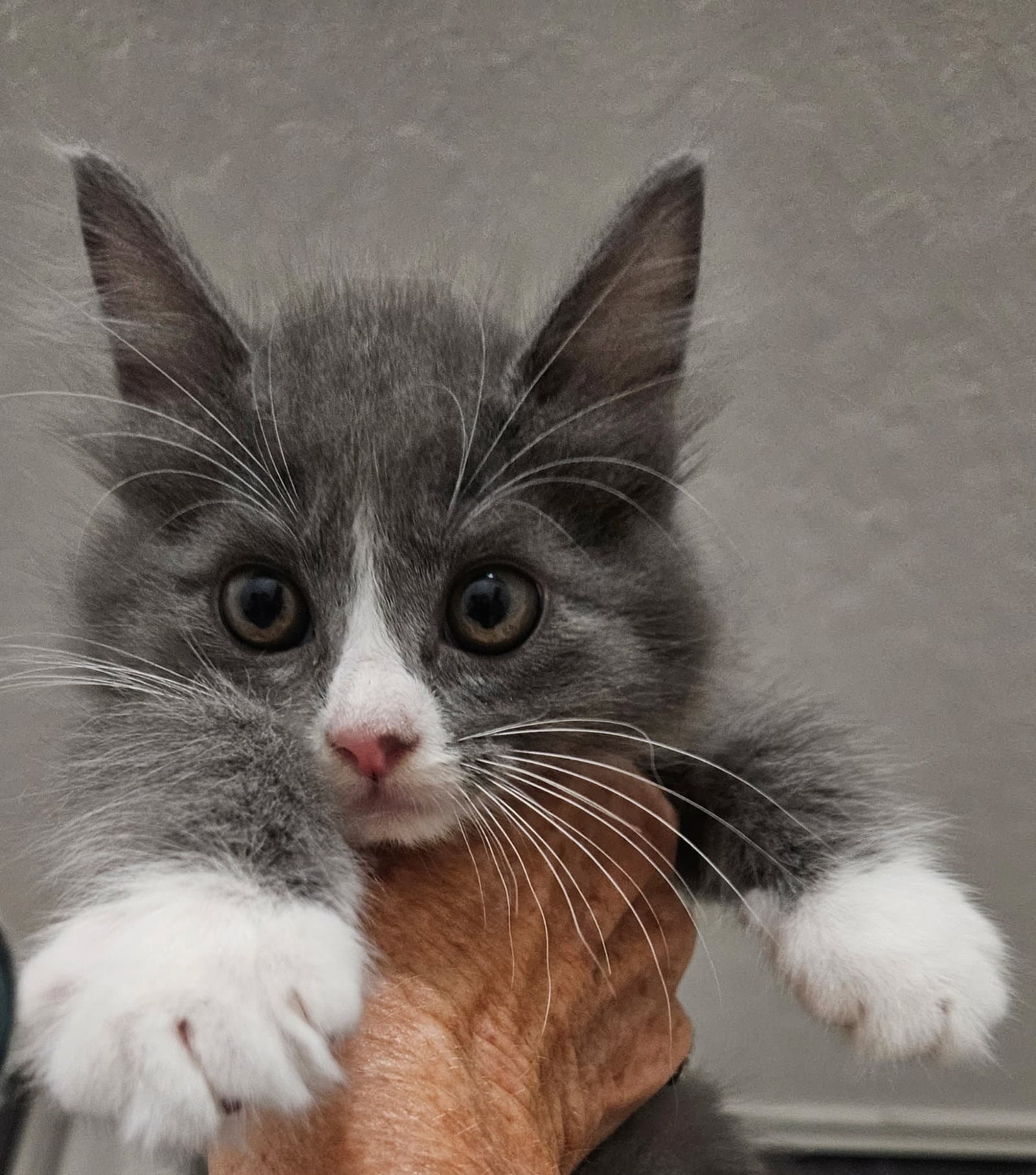 Smokey - Domestic Medium Hair