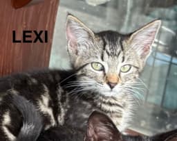 Lexi image 3
