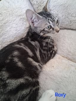 Roxy image 2