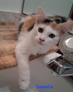 Sweety image 1