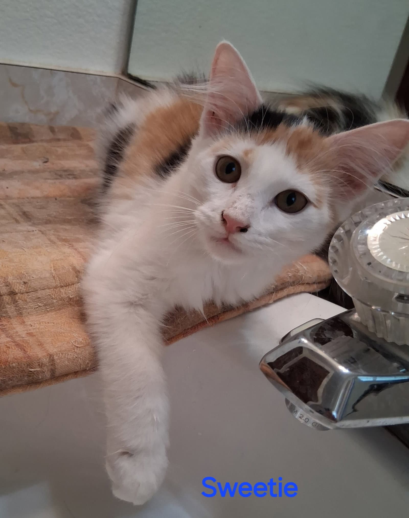 Sweety - Domestic Medium Hair