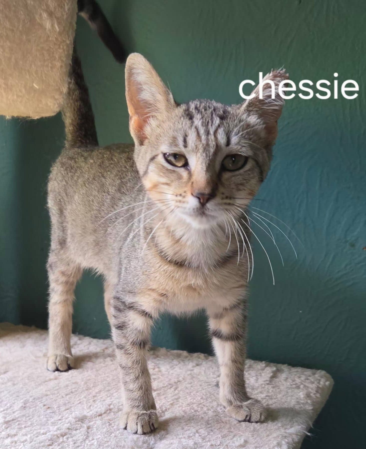 Chessie - Domestic Short Hair