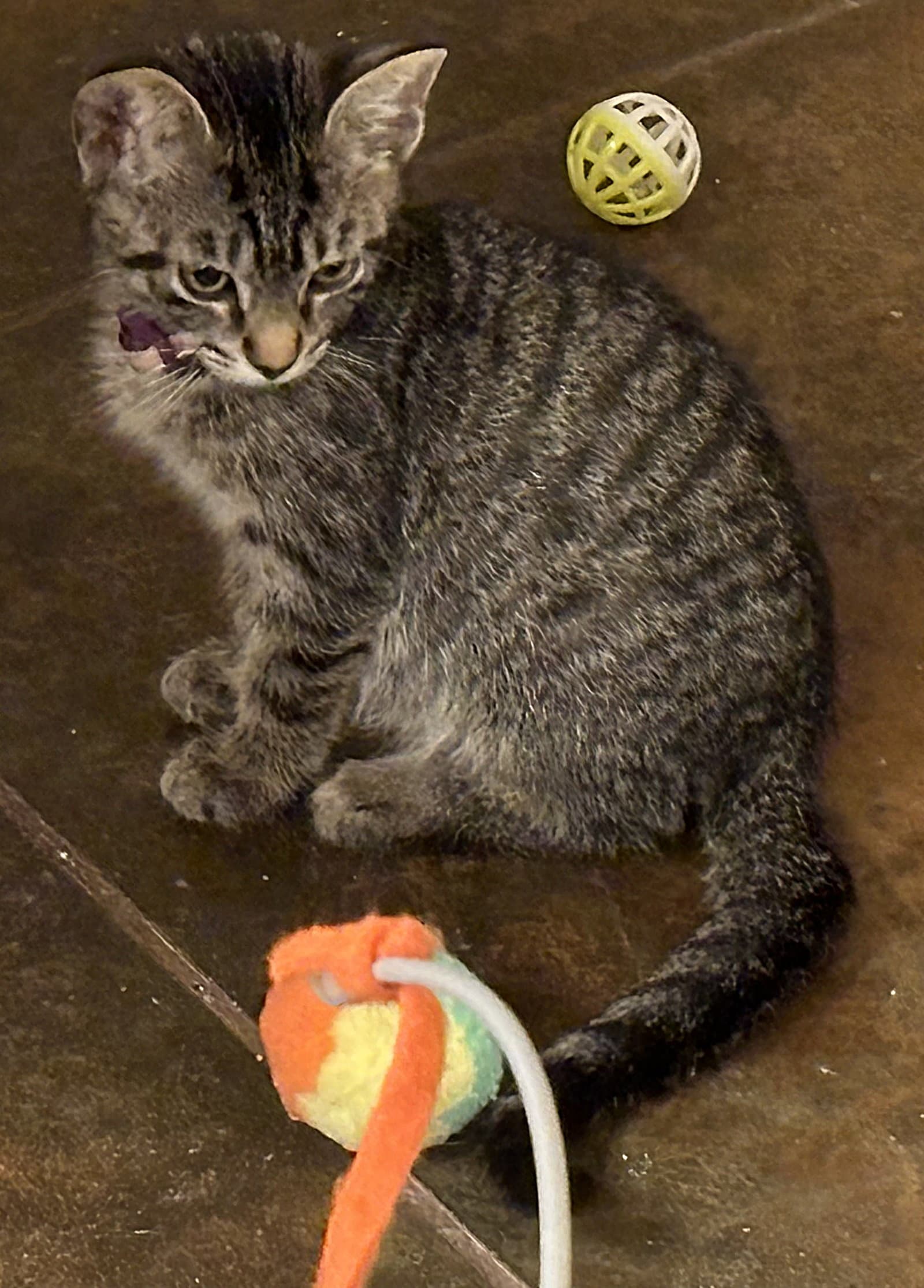 Oregano - Domestic Short Hair