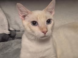 Tigger The Handsome Flamepoint image 1