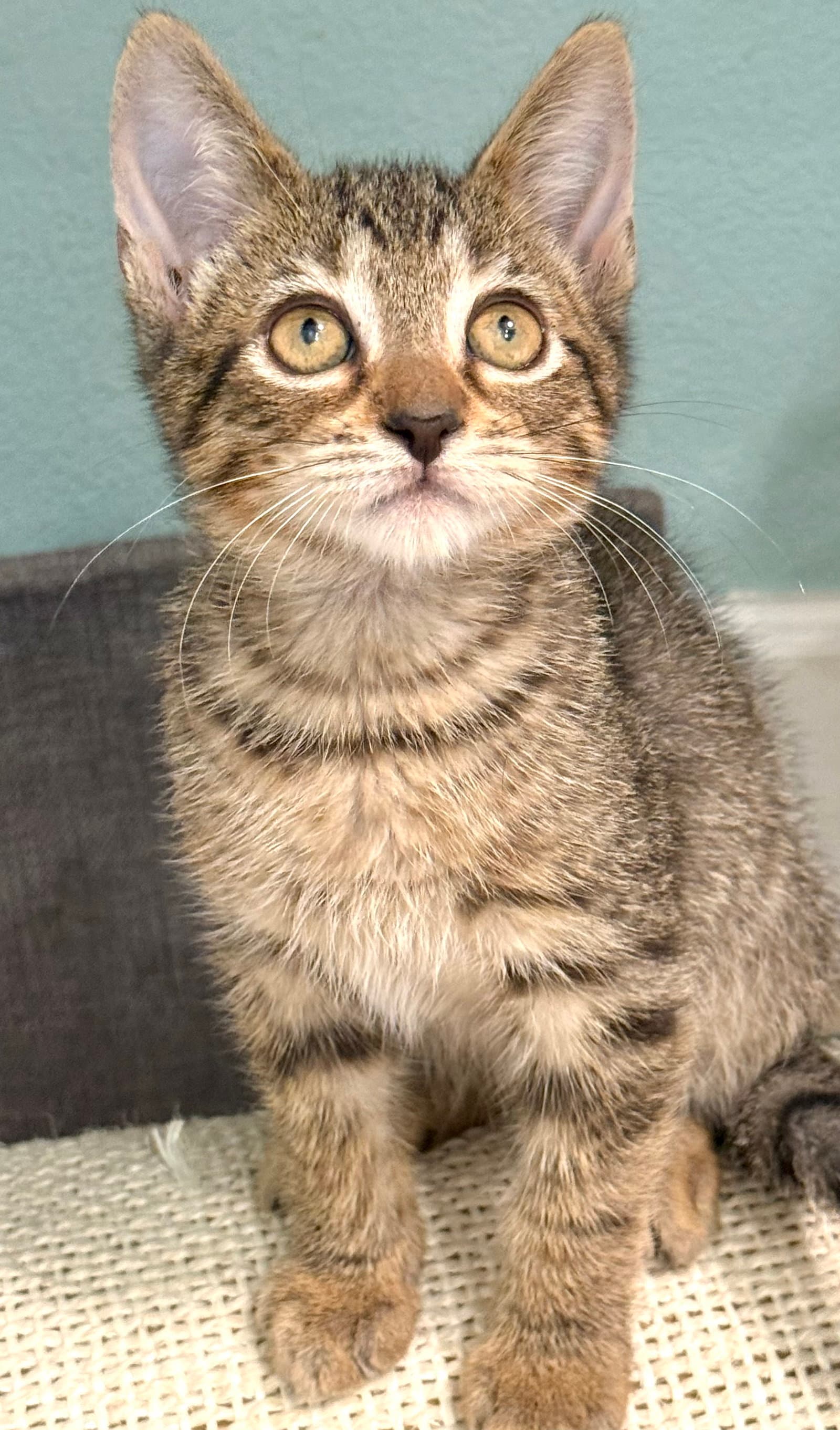 Vik - Domestic Short Hair