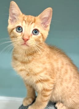 Rufio image 1